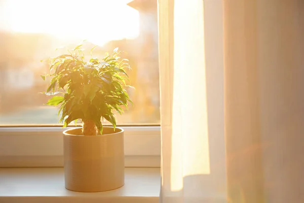 Potted Ficus Benjamina Plant Window Sill Home Ruang Untuk Teks — Stok Foto