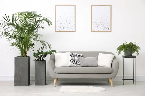 Hermosas Plantas Maceta Sala Estar Moderna — Foto de Stock