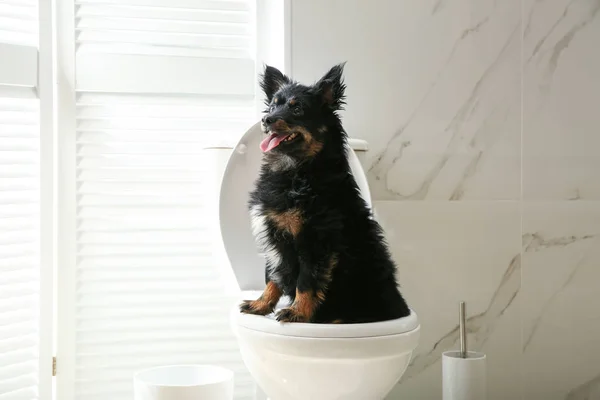 Симпатична Собака Сидить Унітазі Сучасній Ванній — стокове фото