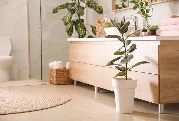 De belles plantes vertes dans une élégante salle de bain moderne. Intérieur desi — Photo