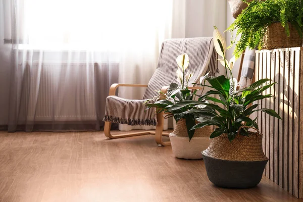 Indah Pot Tanaman Stylish Interior Kamar Rancangan Elemen — Stok Foto