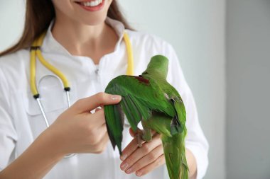 Klinikte Alexandrine muhabbet kuşunu inceleyen veteriner, yakın plan.