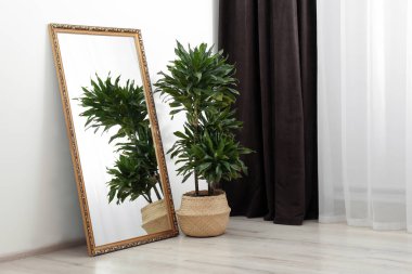 Geniş ayna ve dracaena bitkisi ile modern iç mimari