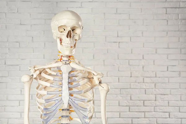 Modelo Esqueleto Humano Artificial Perto Parede Tijolo Branco Espaço Para — Fotografia de Stock