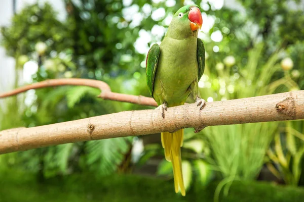 Piękny Alexandrine Parakeet Gałęzi Drzewa Zewnątrz — Zdjęcie stockowe