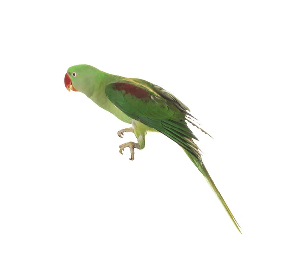 Krásná Jasná Alexandrine Papoušek Izolované Bílém — Stock fotografie