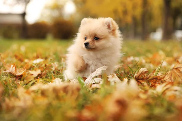 Lindo Perro Esponjoso Parque Día Otoño —  Fotos de Stock