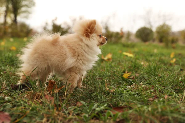 Χαριτωμένο Χνουδωτό Σκυλί Στο Πάρκο Την Ημέρα Του Φθινοπώρου — Φωτογραφία Αρχείου