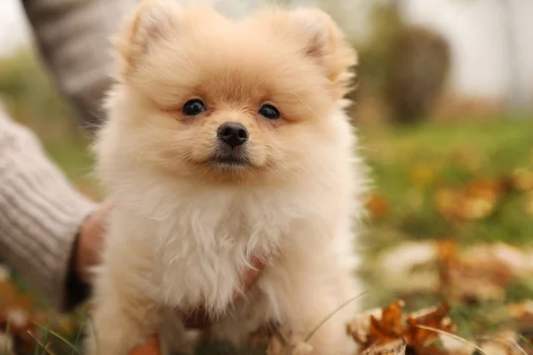 Άνθρωπος Μικρό Αφράτο Σκυλί Στο Πάρκο Φθινόπωρο Κοντινό Πλάνο — Φωτογραφία Αρχείου