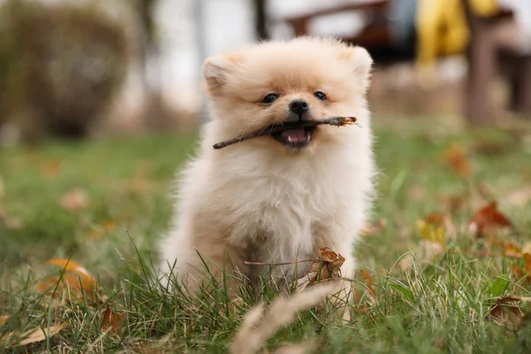 Χαριτωμένο Χνουδωτό Σκυλί Παίζει Ραβδί Στο Πάρκο Φθινόπωρο — Φωτογραφία Αρχείου
