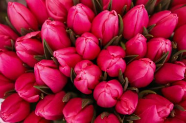 Arka plan olarak güzel mor laleler. Çiçek dekoru