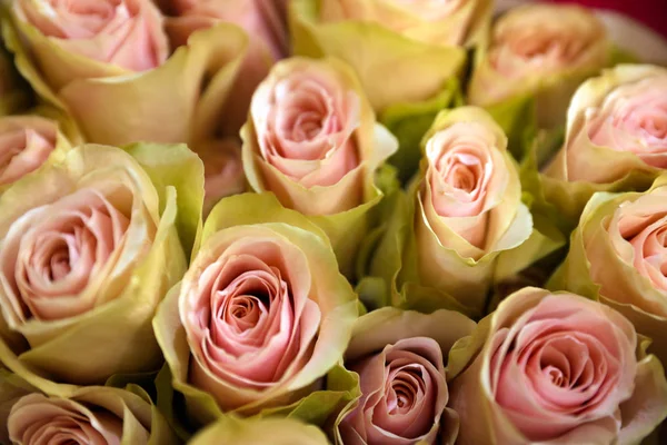 Vackra Färska Rosa Rosor Som Bakgrund Närbild Blommig Inredning — Stockfoto
