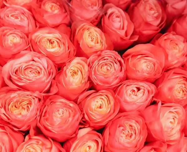 Beautiful Fresh Bright Roses Background Closeup Floral Decor — 스톡 사진