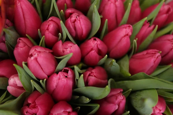 Belles Fleurs Tulipes Fraîches Comme Arrière Plan Vue Dessus — Photo