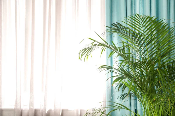 窗户边美丽的植物，房间里有雅致的窗帘 — 图库照片