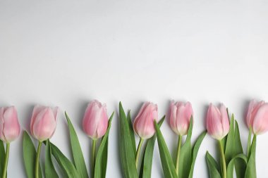 Beyaz arka planda güzel pembe bahar laleleri, üst manzara
