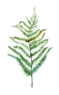 Güzel suluboya tropikal yaprak beyaz kağıt üzerine boyanmış, üst manzara