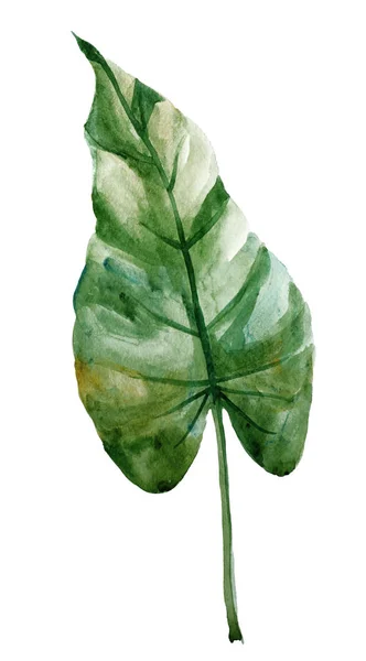 Beautiful Watercolor Tropical Leaf Painted White Paper Top View — 스톡 사진