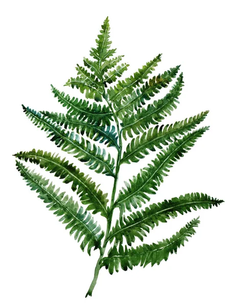 Güzel suluboya tropikal yaprak beyaz kağıt üzerine boyanmış, üst manzara