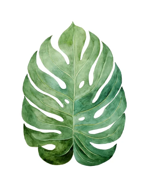 Beautiful Watercolor Tropical Leaf Painted White Paper Top View — 스톡 사진