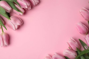Açık pembe arka planda güzel bahar laleleri, düz yatış. Spac
