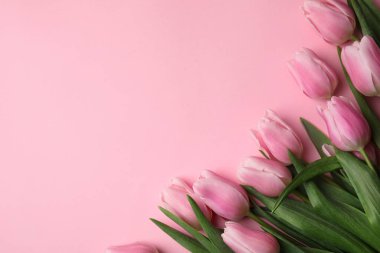 Açık pembe arka planda güzel bahar laleleri, düz yatış. Spac