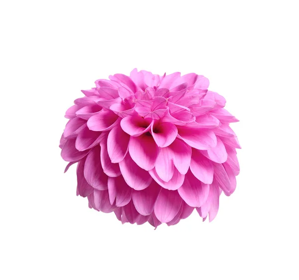 Gyönyörű rózsaszín dália virág, fehér háttér — Stock Fotó