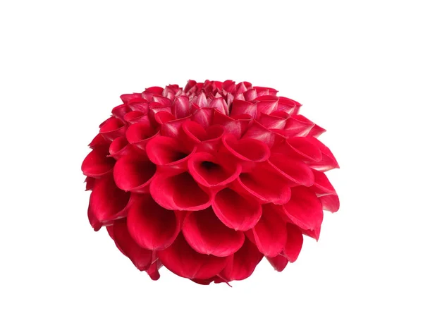 Belle fleur de dahlia rouge sur fond blanc — Photo