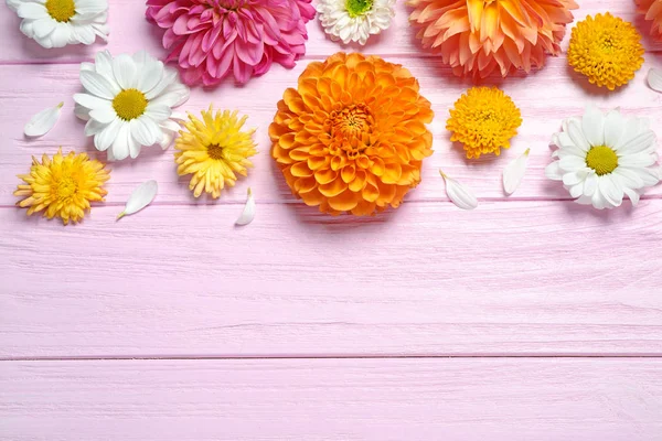 Composición plana con hermosas flores de dalia y espacio para — Foto de Stock