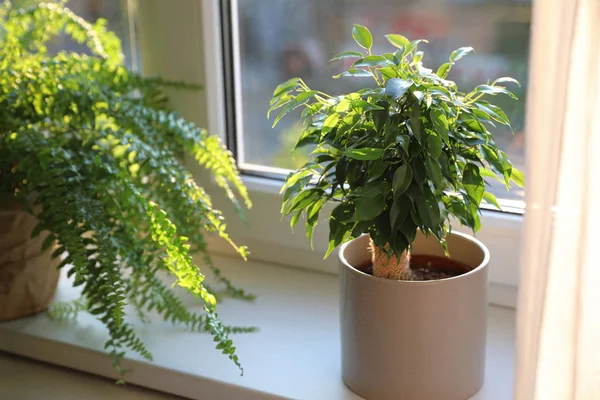 自宅で窓の上に美しい鉢植え — ストック写真