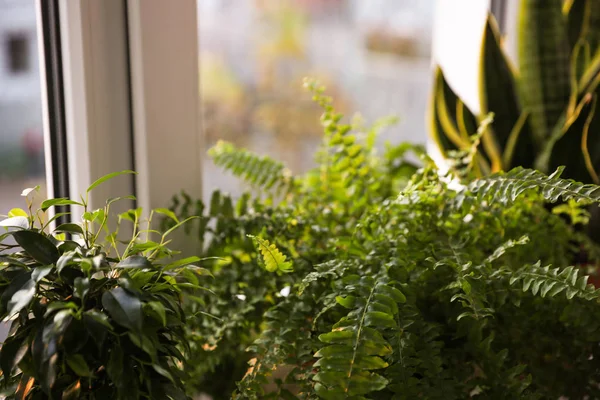 Vackra Krukväxter Nära Fönstret Hemma Närbild — Stockfoto