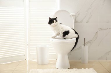 Tuvaletteki klozette oturan sevimli kedi.