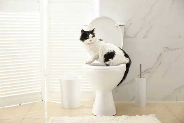 Χαριτωμένη Γάτα Κάθεται Λεκάνη Τουαλέτας Στο Μπάνιο — Φωτογραφία Αρχείου