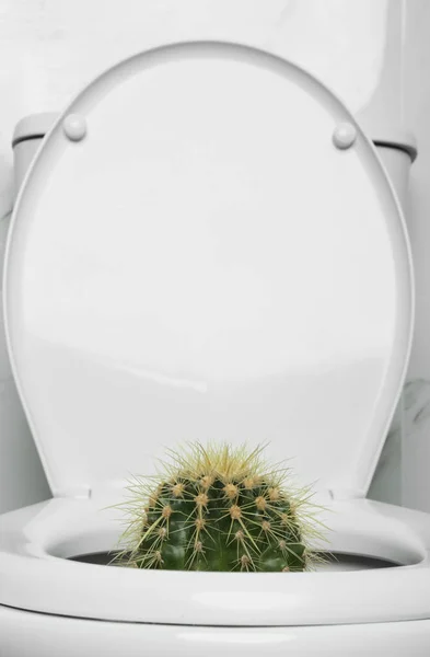 Toilettenschüssel Mit Kaktus Der Nähe Der Marmorwand Hämorrhoiden Konzept — Stockfoto