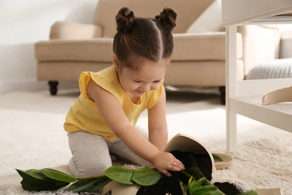 Liten Flicka Nära Krukväxt Och Trasig Kruka Hemma — Stockfoto