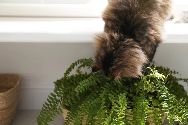 Bedårande Katt Leker Med Krukväxt Fönsterbräda Hemma — Stockfoto