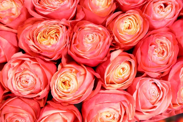 Hermosas Rosas Brillantes Frescas Como Fondo Primer Plano Decoración Floral — Foto de Stock