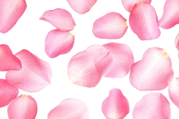 Fresh pink rose petals on white background, top view — 스톡 사진