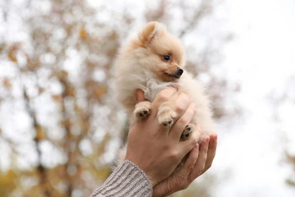 Hombre Sosteniendo Pequeño Perro Esponjoso Aire Libre Día Otoño Primer —  Fotos de Stock