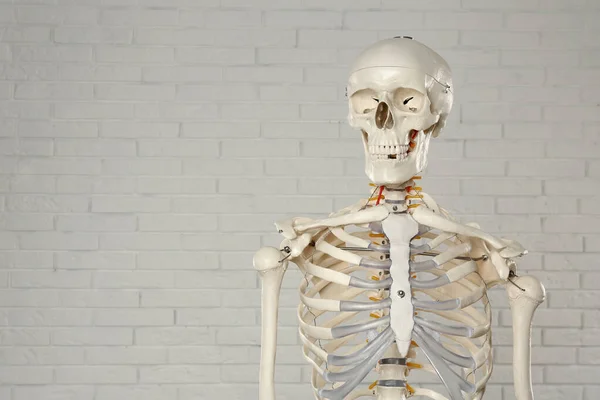 Modelo Esqueleto Humano Artificial Perto Parede Tijolo Branco Espaço Para — Fotografia de Stock