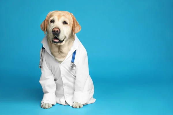 Cute Labrador Dog Uniform Stethoscope Veterinarian Light Blue Background Space — 스톡 사진