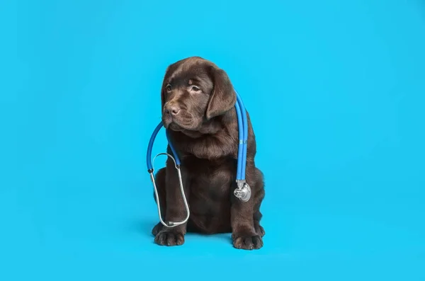 Carino Cane Labrador Con Stetoscopio Come Veterinario Sfondo Azzurro — Foto Stock