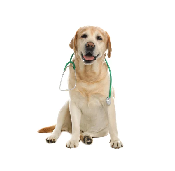 白い背景に獣医師として聴診器を持つかわいいラブラドール犬 — ストック写真