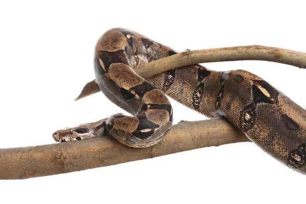 Barna boa constrictor a faágon fehér háttér — Stock Fotó