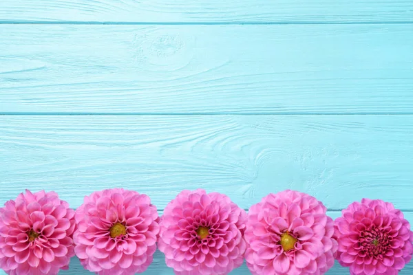Krásné růžové květy dahlia a prostor pro design na tyrkysové — Stock fotografie