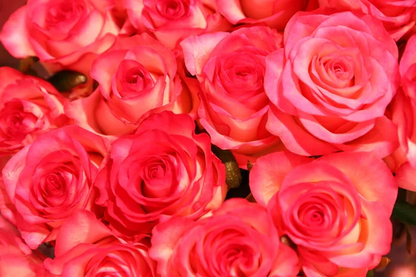 Gyönyörű Friss Fényes Rózsák Mint Háttér Közelkép Virágdísz — Stock Fotó
