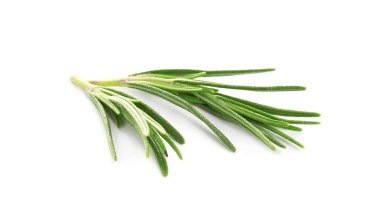 Taze yeşil biberiye beyazda izole edilmiş. Aromatik bitki