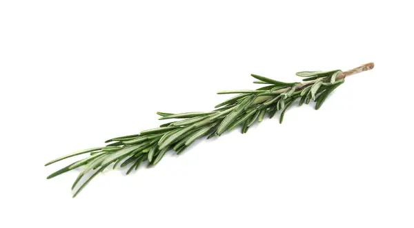 Čerstvě zelený rozmarýn izolovaný na bílém. Aromatická bylina — Stock fotografie