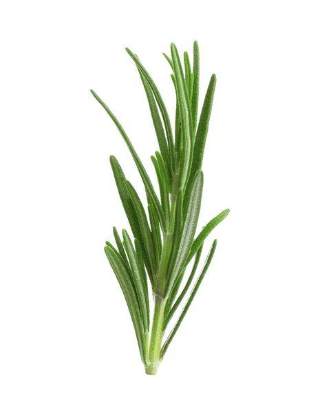 Fresh green rosemary isolated on white. Aromatic herb — 스톡 사진