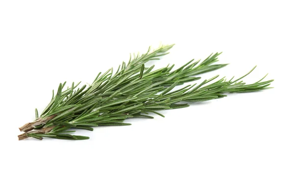 Verse groene rozemarijn geïsoleerd op wit. Aromatische kruid — Stockfoto